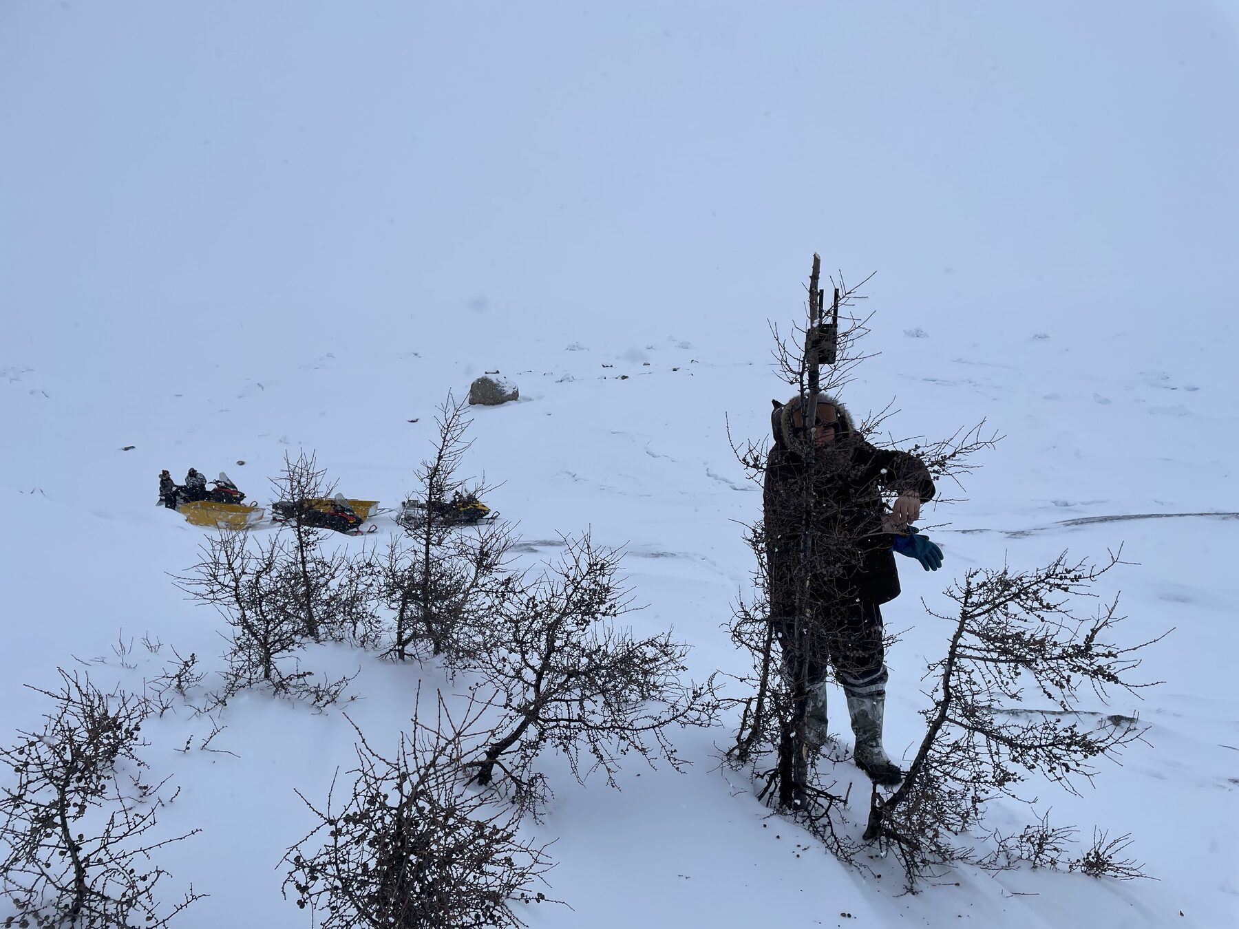 Person in a parka standing among low, snow-covered shrubs on a windswept slope, with snowmobiles parked in the distance.